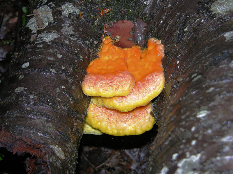 Laetiporus sulphureus(Bull.:Fr.)Murrill